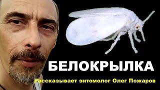 Олег Пожаров. БЕЛОКРЫЛКА