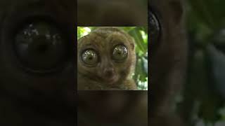 Dramatic Lemur meme #animals #viral #funny #shorts