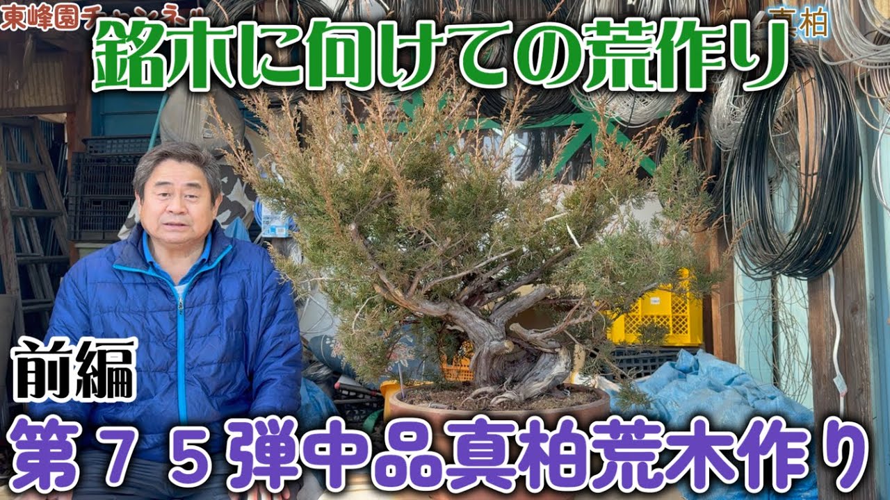 盆栽】第75弾前編 中品真柏の荒木作り 【銘木に向いての荒作り
