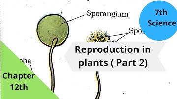 Class 7th Science Ncert chapter 12: Reproduction in plants( Part 2)