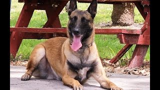 belgian malinois trained price