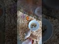 Hamster Gives Birth To 6 Babies