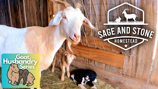 Don't Overlook Postpartum DOE Care This Kidding Season!  Dairy Goat Care Guide