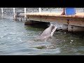 Playing With Dolphins At The Dolphin Research Center