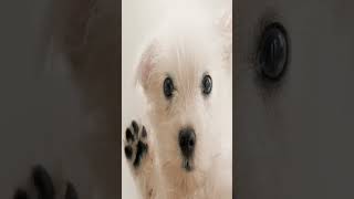 Why cartoons only have FOUR fingers #Shorts