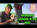 Rare Fungus Almost Killed Our LIVESTOCK GUARDIAN DOG! Mushrooms Growing In Her Nose!