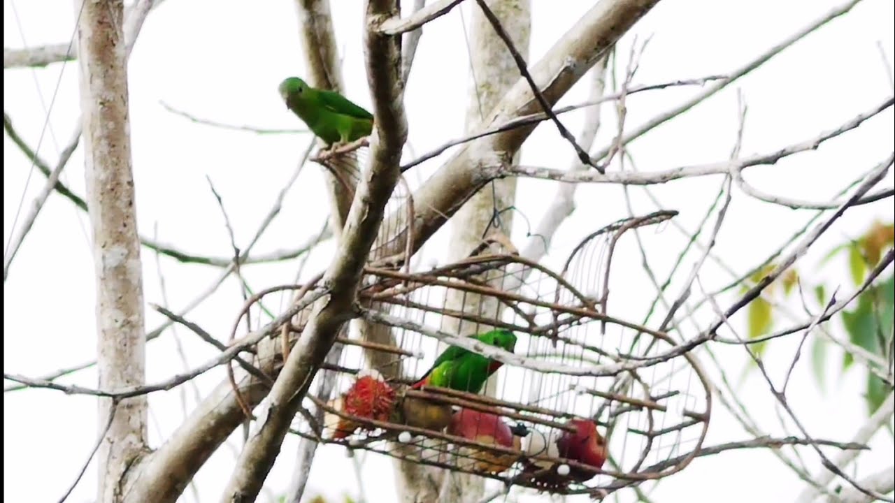 Memikat Burung Serindit. pikat lama. masih mantapp..