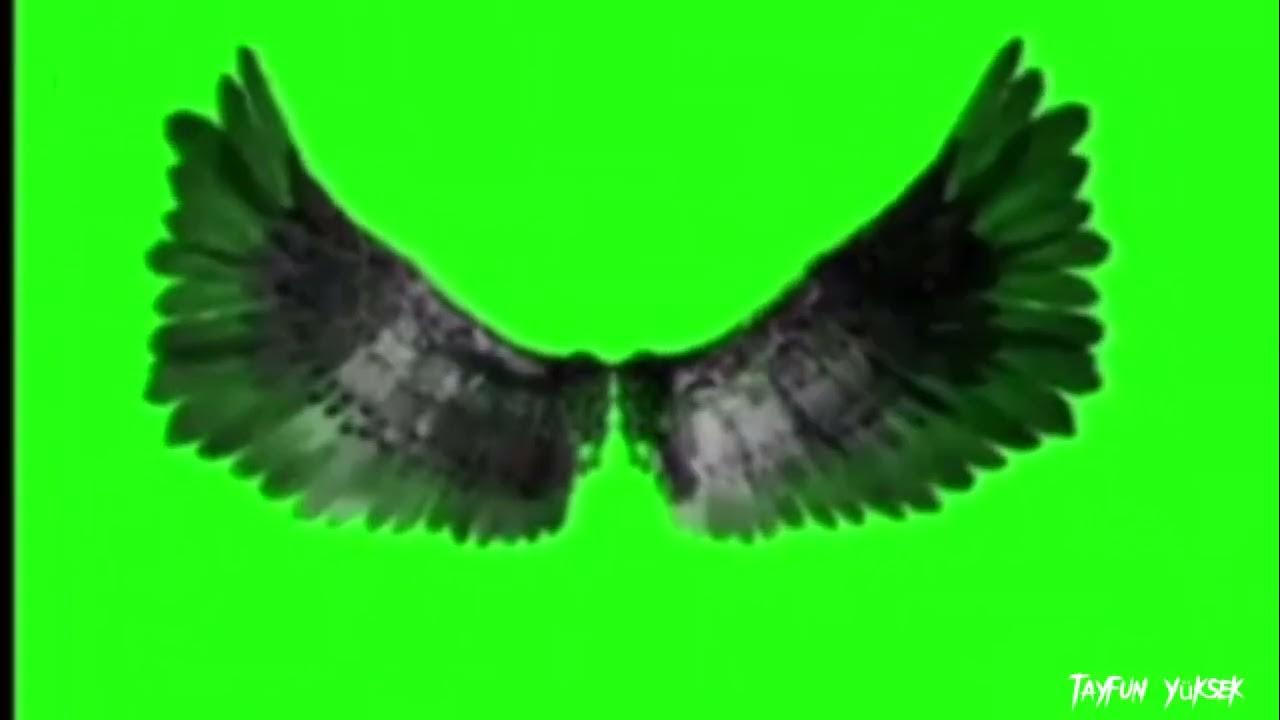 green screen wing /green screen wings effect /angel wings green screen /green screen wings black