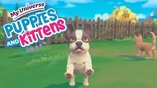 Getting A New Dog! | My Universe  Puppies & Kittens