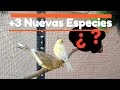 CASI.. PERO SIGO VIVO + 3 NUEVAS ESPECIES PARA EL CANAL.