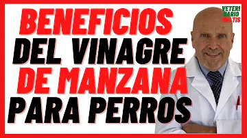 ¿Cuánto vinagre de sidra de manzana poner en el agua del perro para las pulgas?