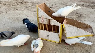 Best Quick Birds Trap Using Cardboard Box And Wood Sticks | @qbtraps