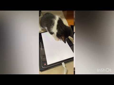 【保護猫】虫のゲームで遊ぶ子猫がかわいい。 ライスVer.
