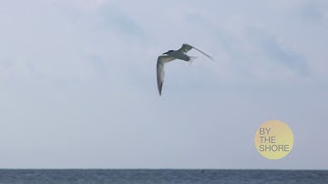 VIC 3001 Module 3: Still Photo Slideshow