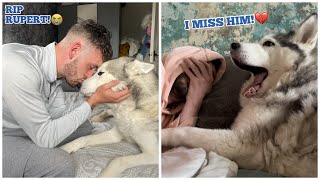 How My Husky Dealt With Losing Her Best Friend!😭. [EMOTIONAL]