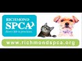 Video of Beatrice the Kitten at the Richmond SPCA