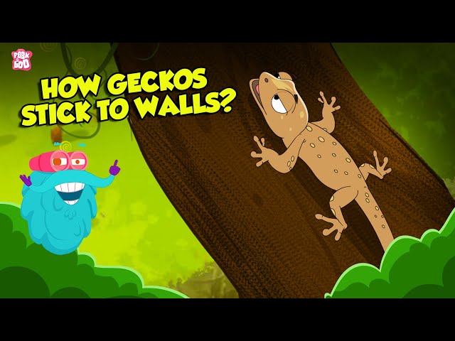 How do Geckos Stick to Walls? | What is Electronegativity? | Superpower of Geckos | Dr Binocs Show class=