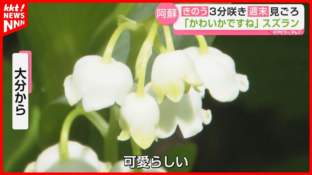 Lily of the valley flowers are in full bloom in Namino, Aso City
