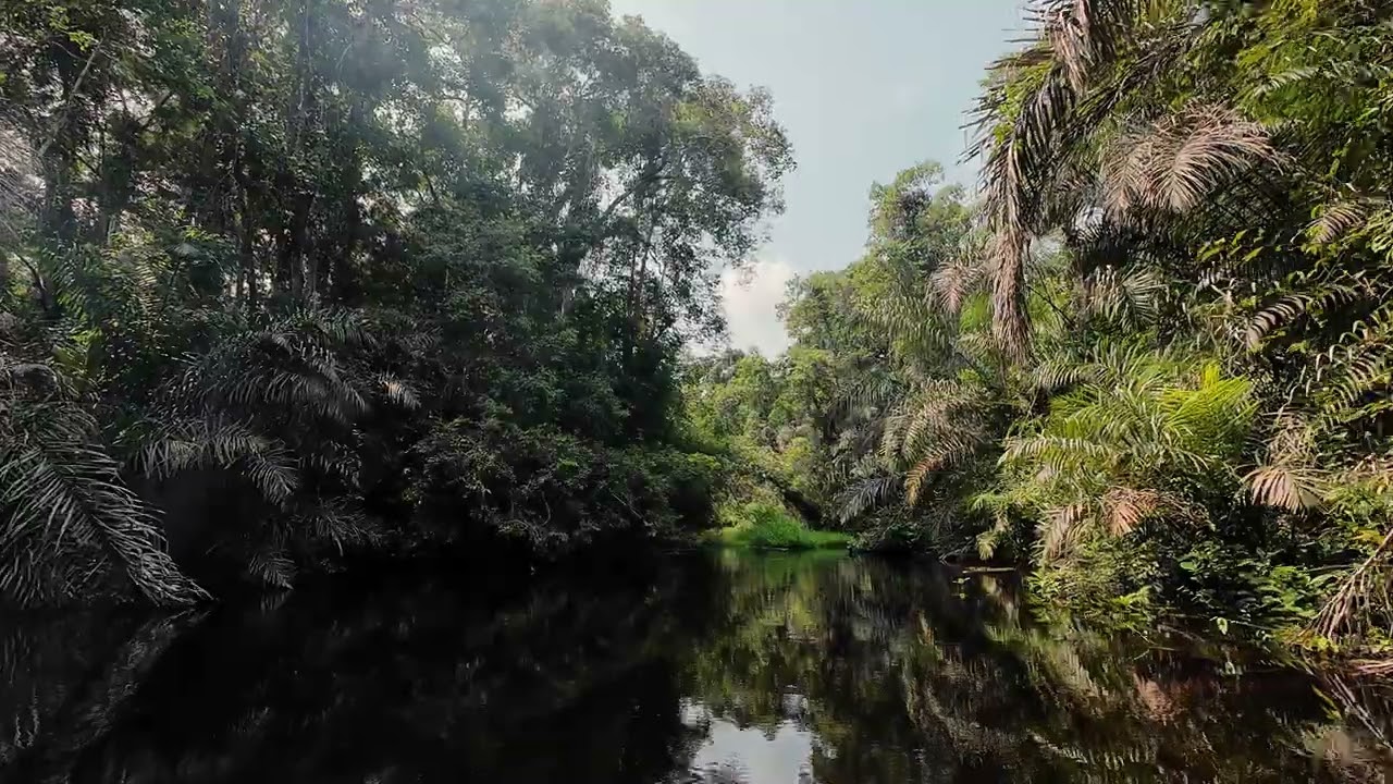 Pаddlіng on an Afrіcаn Rіver across the Rаphiа swаmp fоrest