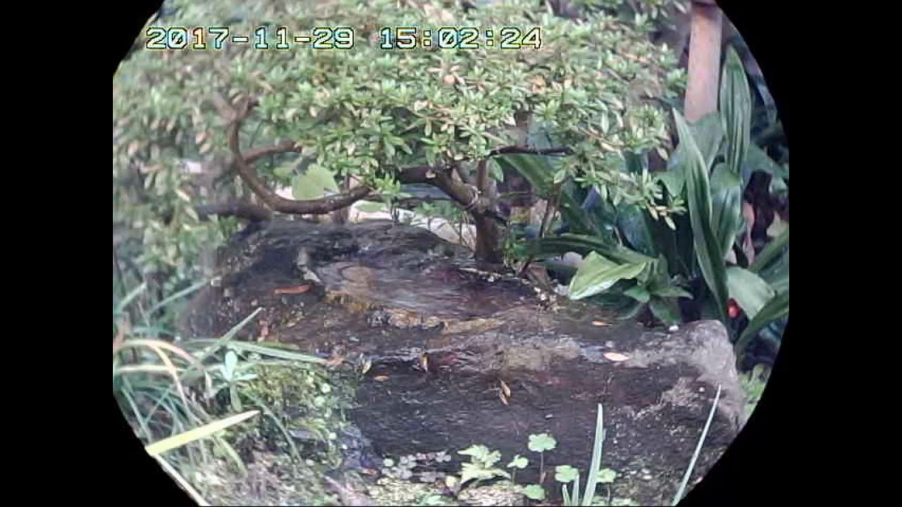 庭隅の小さな水場に来る野鳥たち 何でも実習生の実習日誌 庭隅の小さな水場に来る野鳥たち 何でも実習生の実習日誌