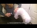 Dematting grooming tool for dogs  cats by oneisall review one year guarantee