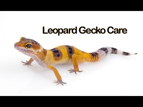 Βίντεο: Gecko Bytes: Gecko Care