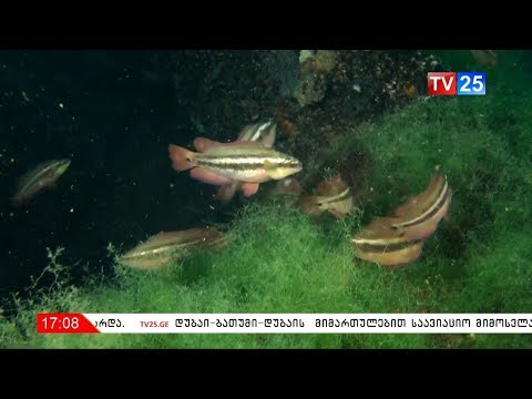 თევზის უნიკალური ეგზემპლარი შავი ზღვის აკვატორიაში