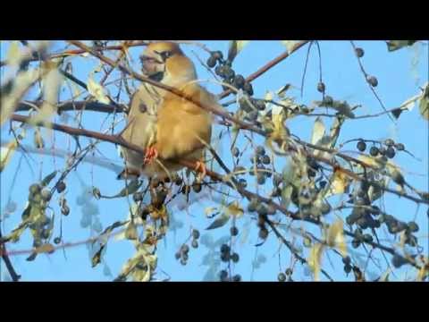 Как ловить зяблика Как ловить зяблика