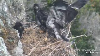 West End ~ TRIPLETS HOPPING, JUMPING, WING-SLAPPING WINGERCISING MOMENTS 🐥🐥 🐥 HERALDIC POSE 5.17.24