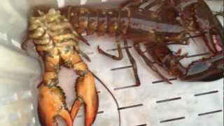 Lobster Shedding it's Old Shell for a New One