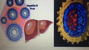 Cây an xoa chữa bệnh xơ gan 0904.079.719