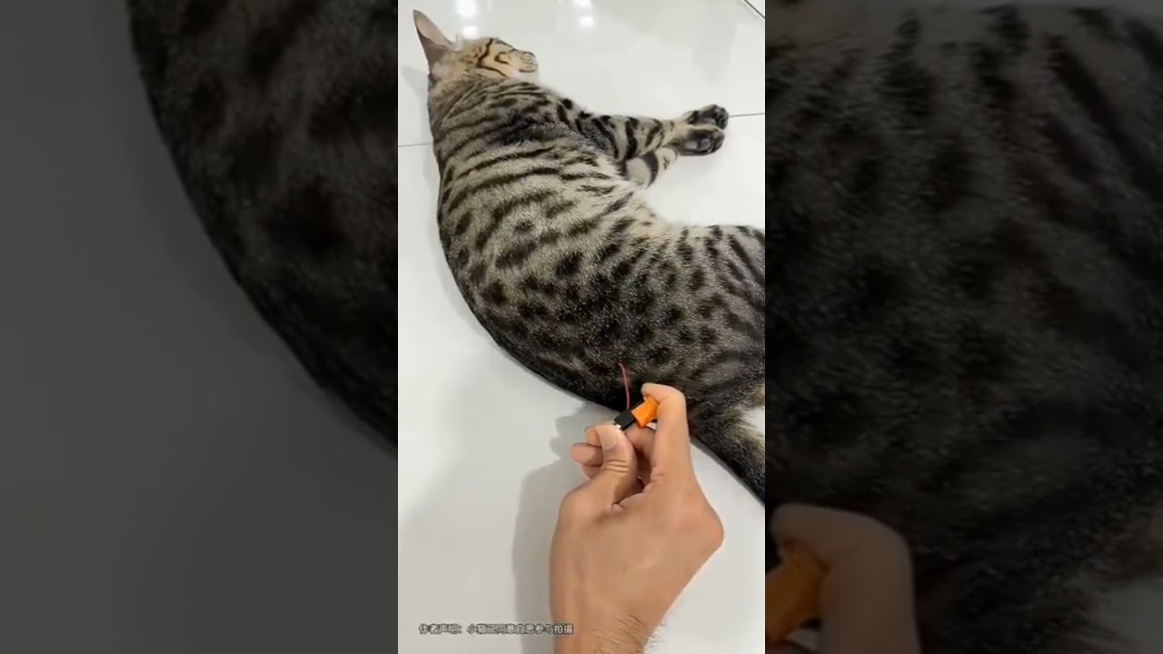 Anak kucing itu masih belum terbiasa!Aku akan menjadikan lagu ini sebagai nada deringku.