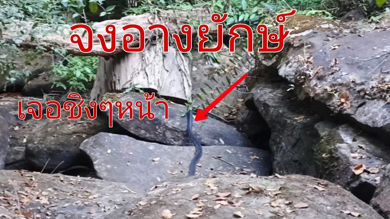 เข้าป่าวันแรกพบจงของใหญ่งานนี้อันตรายมาก