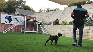 UNEDITED Cane Corso Puppy training.