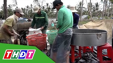 Cá lóc nuôi tăng giá | THDT