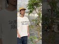 丸坊主エバーフレッシュをタイムラプスで観察🪴 #高橋園芸 #観葉植物