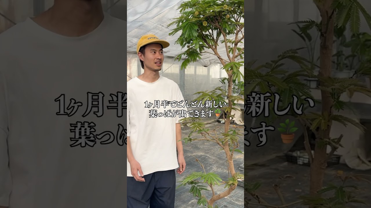 丸坊主エバーフレッシュをタイムラプスで観察🪴 #高橋園芸 #観葉植物