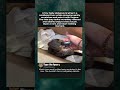 Baby Platypus Loves Being Scratched #platypus #cuteanimals