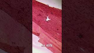 Onion Skin (Epidermis) Under Miscoscope 🔬 | Class 9 Science Chapter 5 | Learn Practically