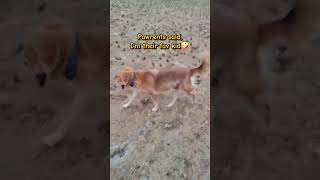 Dog math #dogshorts #dogwalk #dogsofinstagram #trendingshorts #cute #petshorts #indiedog #india #dog