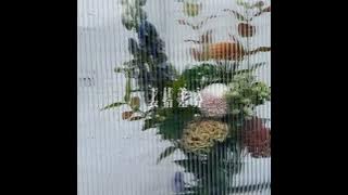 Kimi Wa Meido Sama Ending 1 Hours