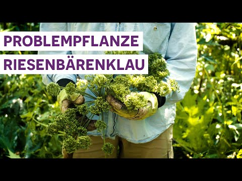 Video: Riesenbärenklau-Bekämpfung: Was ist Riesenbärenklau und wo wächst er?