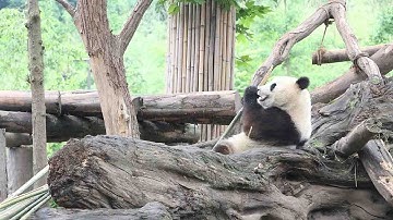 Three giant pandas arrive in Chengdu from Japan