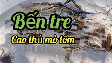 Mò Tôm càng xanh lâu năm dính thấy mê.cao thủ bắt tôm càng tại bến tre/san bat ben tre tv