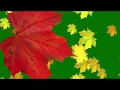 Green Screen Falling leaves, Transition Autumn  Футаж Перход осенние листья клена