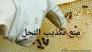 منع النحل من التكذيب / منع ظهور الأم الكاذبة في الخلية