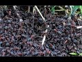 Documentaire choc sur la guerre des fourmis