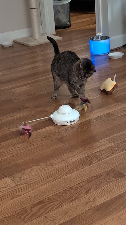 Video of adoptable pet named Komiya & Meeriah Catey