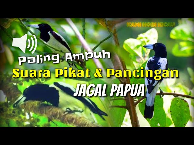 PANCINGAN & PIKAT Jagal Papua Di Jamin Paling Ampuh Cocok Juga Buat Masteran Agar Cepat Gacor class=