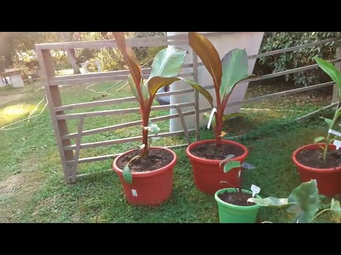 Video: Ensete Ventricosum-verbouing - Leer oor vals piesangplante